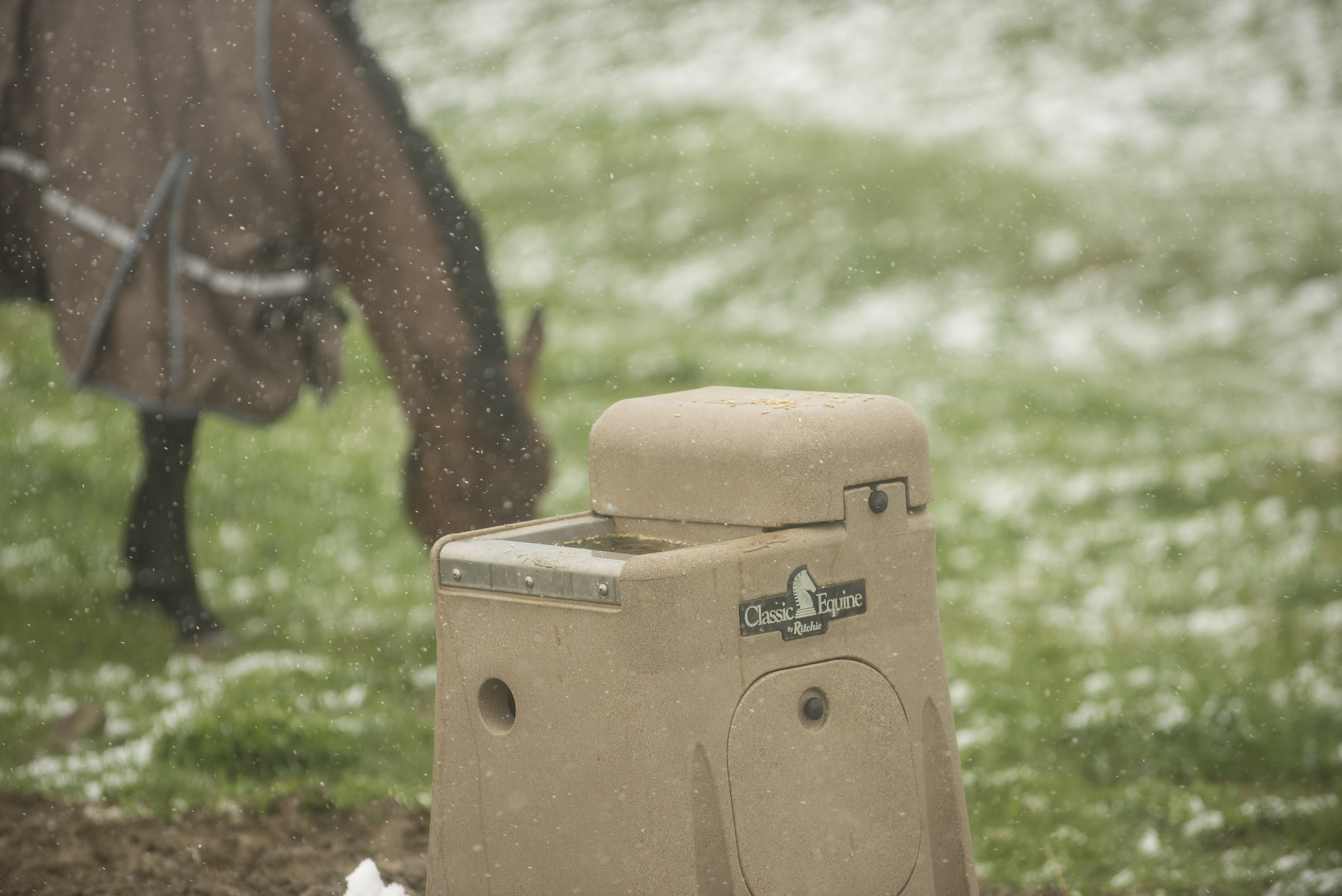 A blanketed horse grazes in a snowy pasture beside a tan Classic Equine by Ritchie automatic waterer
